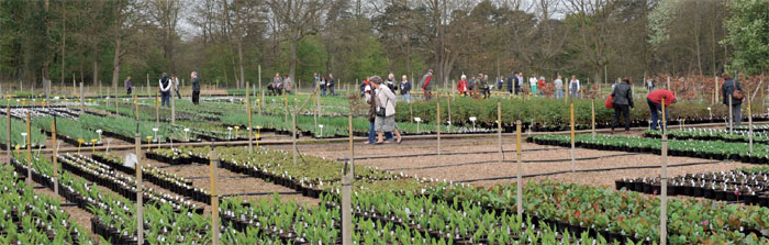 Crocus Open Day Crocus Open Day